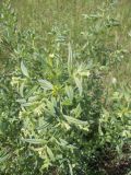 Lithospermum officinale