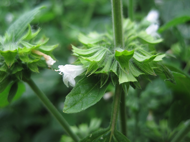 Изображение особи Melissa officinalis.