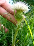 Cirsium rhizocephalum