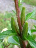 Oenothera rubricaulis