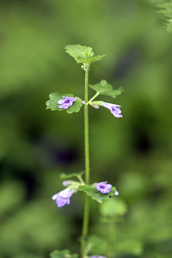 Изображение особи Glechoma hederacea.