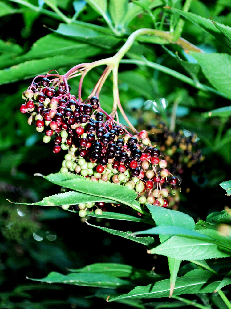 Изображение особи Sambucus nigra.