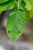 Carpinus cordata. Лист. Приморский край, окр. Владивостока, широколиственный лес. 01.10.2013.