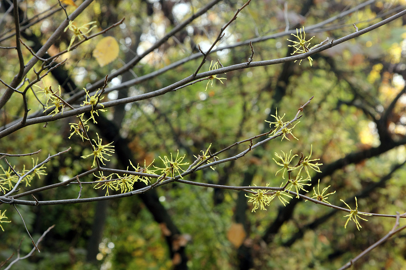 Image of Hamamelis virginiana specimen.