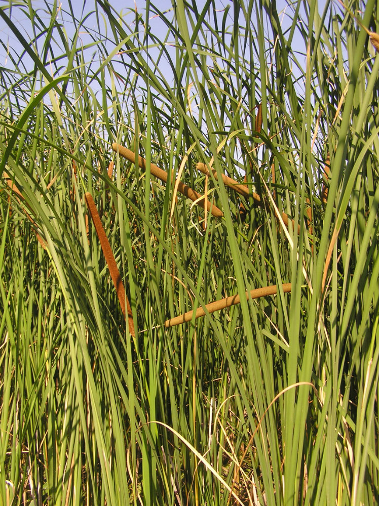 Изображение особи Typha angustifolia.