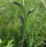 Alyssum gmelinii. Часть побега. Белгородская обл., Губкинский р-н, запов. \"Белогорье\", \"Ямская степь\". 14 июня 2009 г.