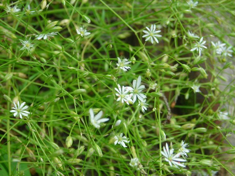 Image of Stellaria longifolia specimen.