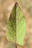 Convolvulus arvensis