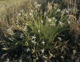 Dianthus klokovii