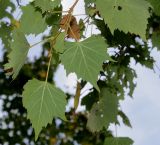 Tilia mongolica. Верхушка побега (у листьев видна их нижняя сторона). Германия, г. Дюссельдорф, Ботанический сад университета. 05.09.2014.