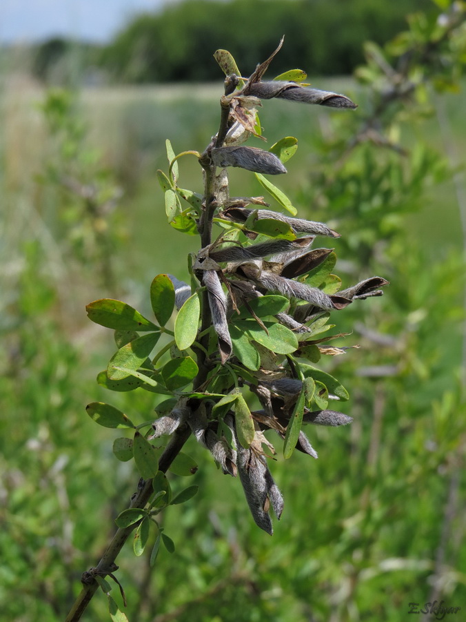 Изображение особи Chamaecytisus ruthenicus.