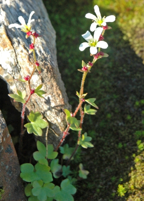 Изображение особи Saxifraga cernua.