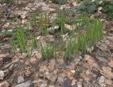 Iris graminea. Вегетирующее растение на опушке леса. Карпаты, 13.04.2008.