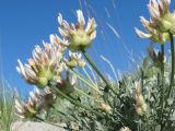 Astragalus arkalycensis