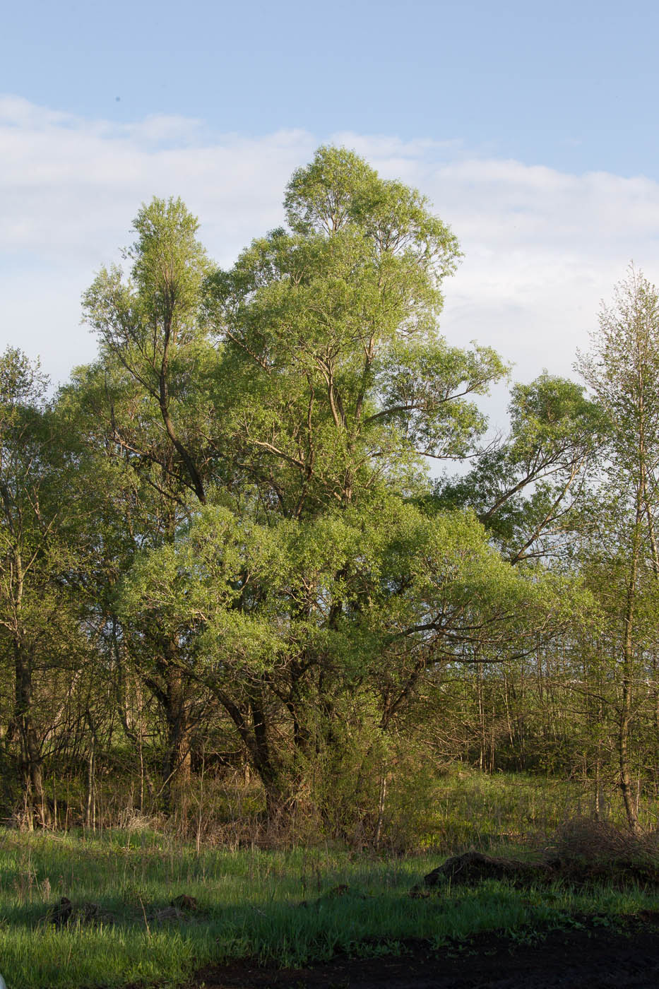 Image of Salix alba specimen.