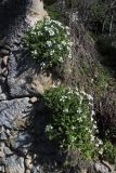 Arabis caucasica. Цветущие растения. Внутренняя гряда Крымских гор в р-не пещерного г. Мангуп-Кале. Конец апреля 2008 г.