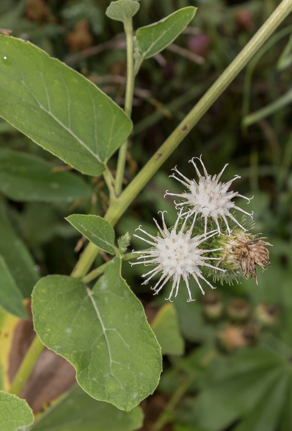 Изображение особи Arctium minus.