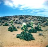 Ferula foetida