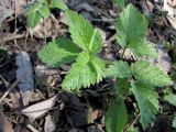 Chaerophyllum aromaticum