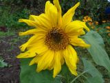 Helianthus annuus