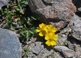 genus Potentilla. Верхушка цветущего растения. Таджикистан, Фанские горы, перевал Алаудин, ≈ 3700 м н.у.м., каменистый склон. 05.08.2017.