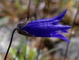 Campanula dasyantha