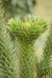 Araucaria araucana. Верхняя часть ветви. Краснодарский край, Черноморское побережье Кавказа, м/о г. -к. Геленджик, с. Кабардинка, Старый парк, в культуре. 21 января 2017 г.