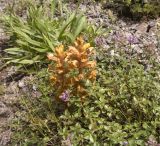 Orobanche подвид xanthostigma