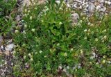 Astragalus freynii. Цветущие растения. Адыгея, Фишт-Оштеновский массив, верховья р. Белая, ≈ 1600 м н.у.м., каменистый берег реки. 05.07.2017.