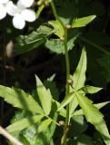 Cardamine bulbifera. Верхняя часть побега с луковичками. Северная Осетия, нижняя часть Куртатинского ущелья. 06.05.2010.