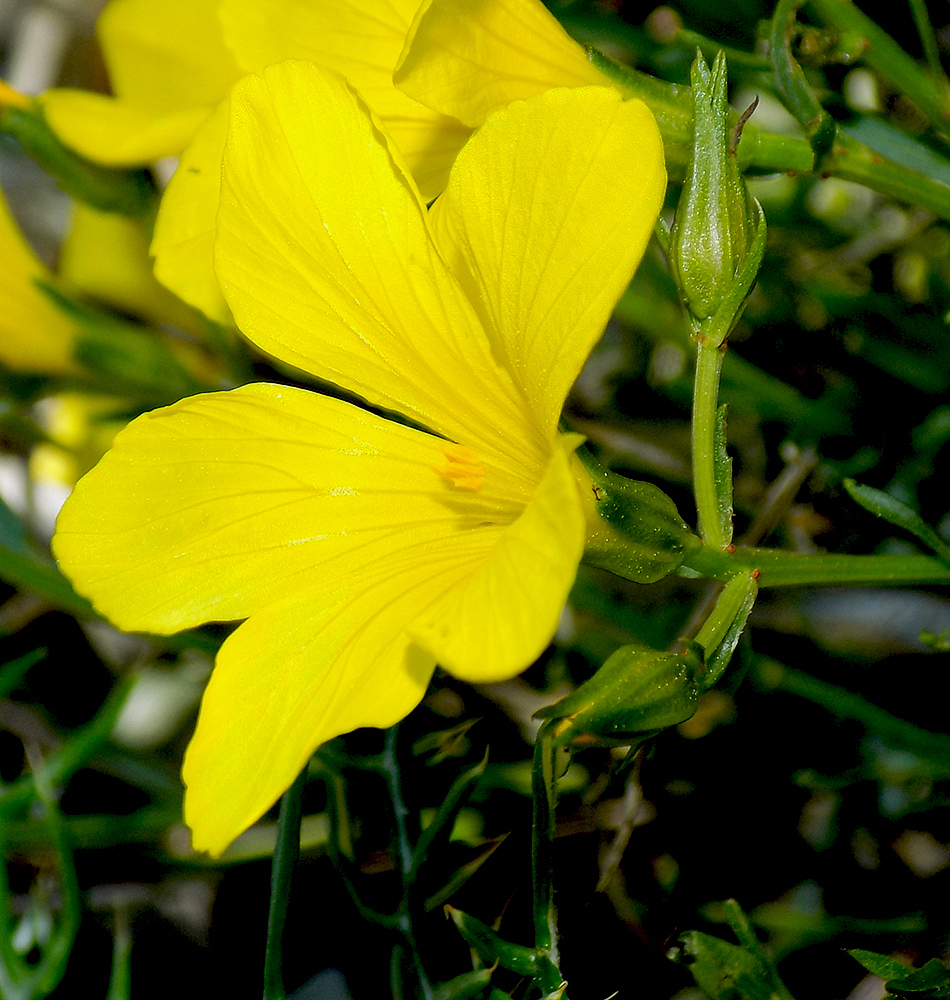 Изображение особи Linum tauricum.