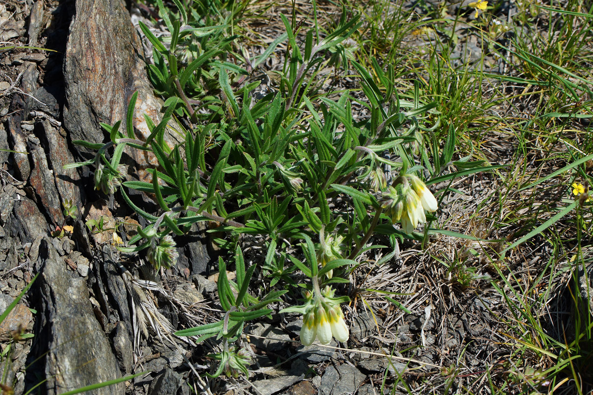 Image of Onosma simplicissima specimen.