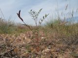 Astragalus campylorhynchus