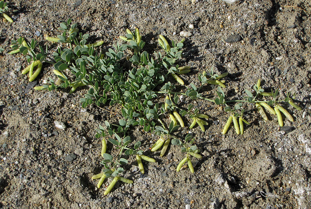 Изображение особи Zygophyllum obliquum.