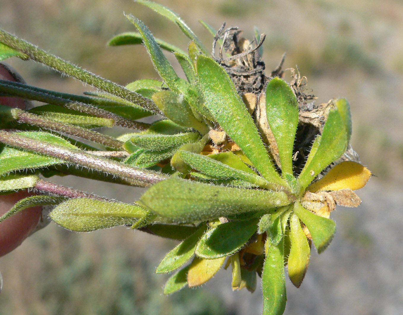 Image of genus Draba specimen.