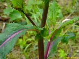 Sonchus asper