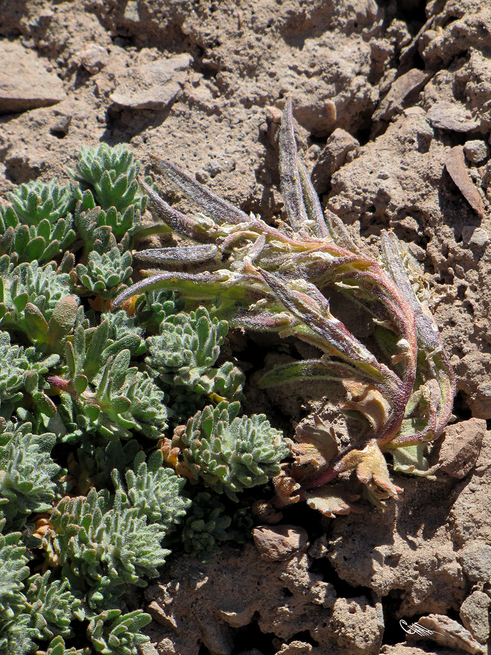 Изображение особи Oreoblastus flabellatus.