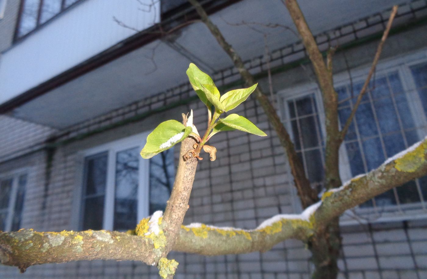 Изображение особи Syringa vulgaris.