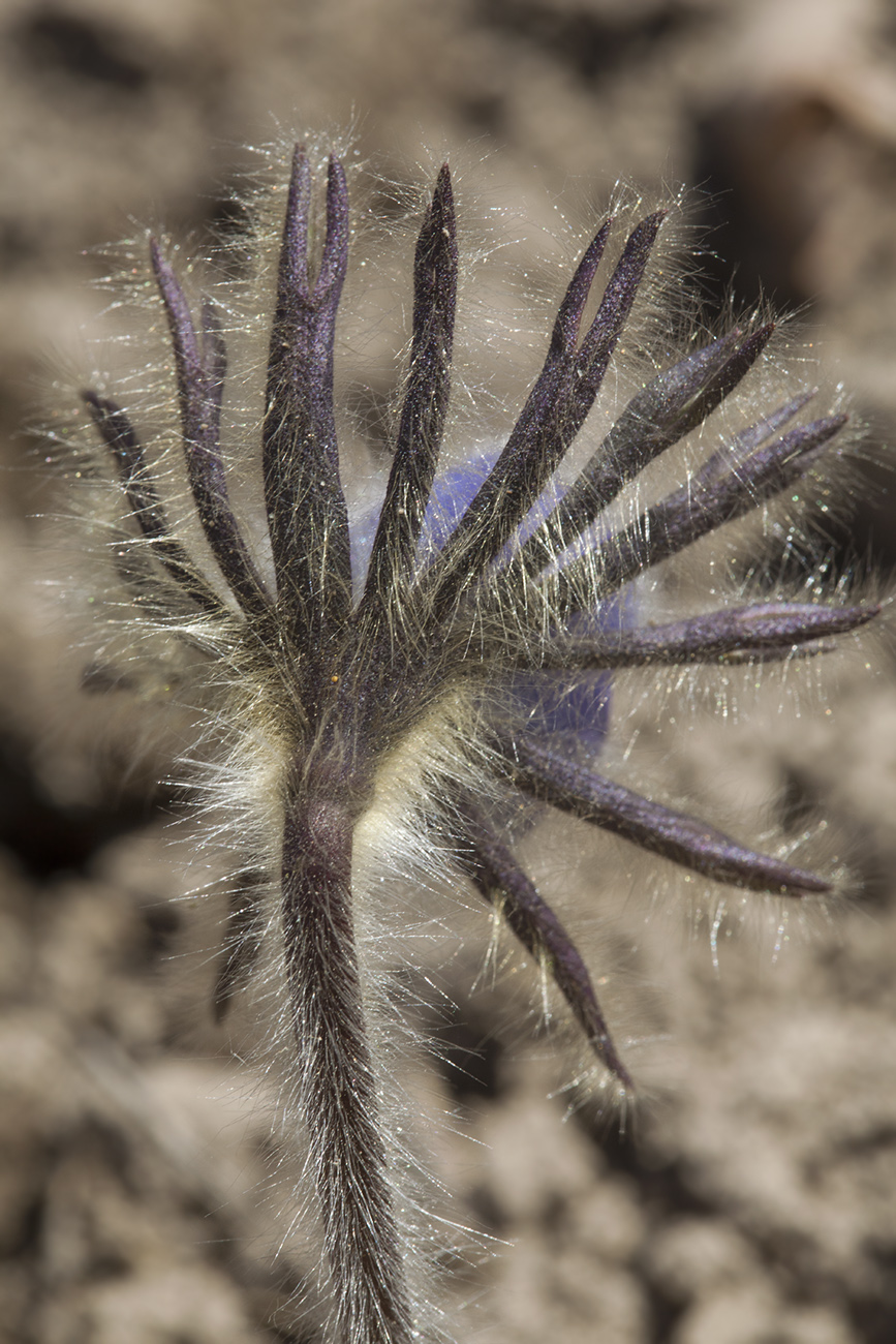 Изображение особи Pulsatilla tatewakii.