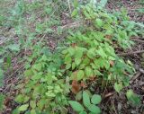 Epimedium × cantabrigiense. Цветущее растение. Тверская обл., г. Тверь, Заволжский р-н, мкр-н Соминка, берег руч. Соминка, ивняк. 7 мая 2019 г.