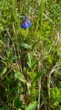 Mertensia pubescens