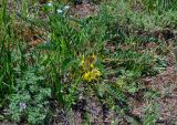 Astragalus schanginianus