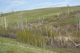 Betula pendula