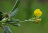 Medicago minima. Соцветие. Республика Адыгея, г. Майкоп, южная окраина, обочина грунтовой дороги вдоль р. Белая. 30.05.2020.