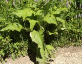 Inula helenium