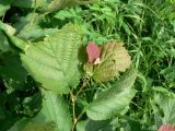 Corylus heterophylla