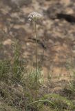 Allium tulipifolium