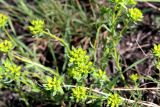 Euphorbia seguieriana