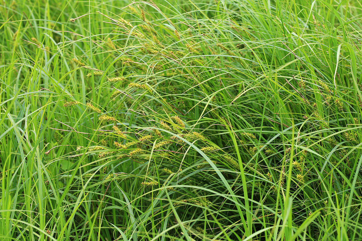 Изображение особи Carex atherodes.