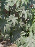 Ricinus communis